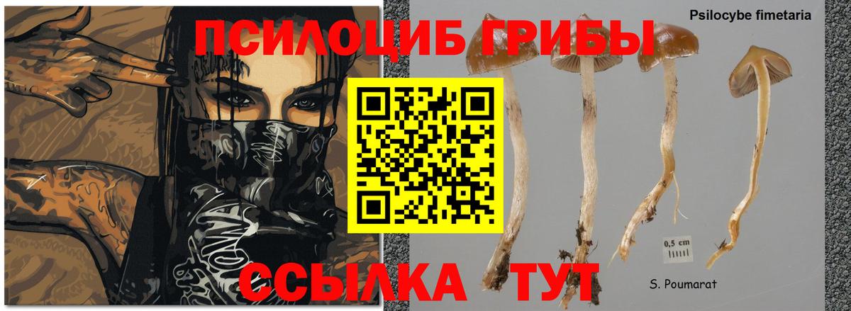 где продают наркотики  Галлюциногенные грибы ЛСД  Мирный  Вход с VPN  Псилоцибиновые грибы ЛСД 